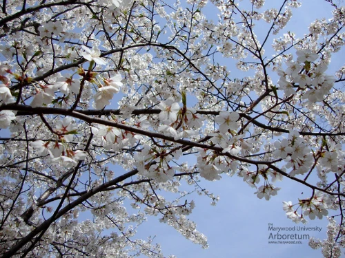 Yoshino-cherry-branches-800.jpg